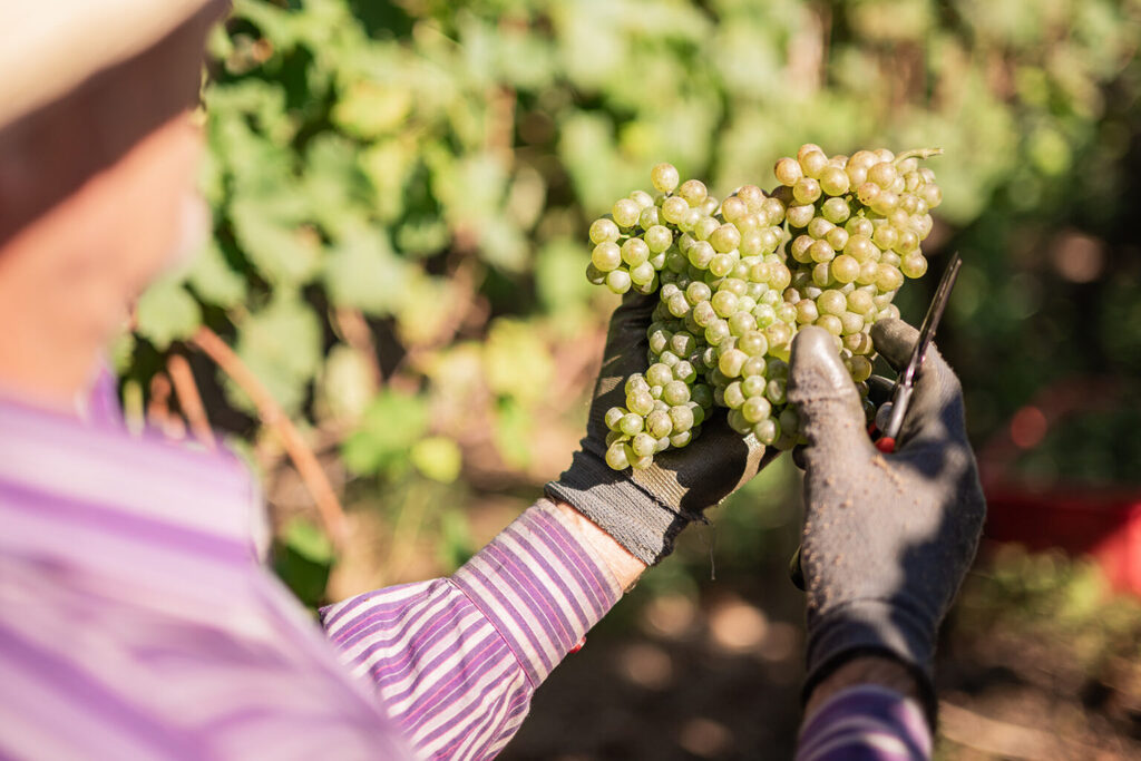 Vinícola Garibaldi: uma história de excelência coroada por reconhecimento internacional